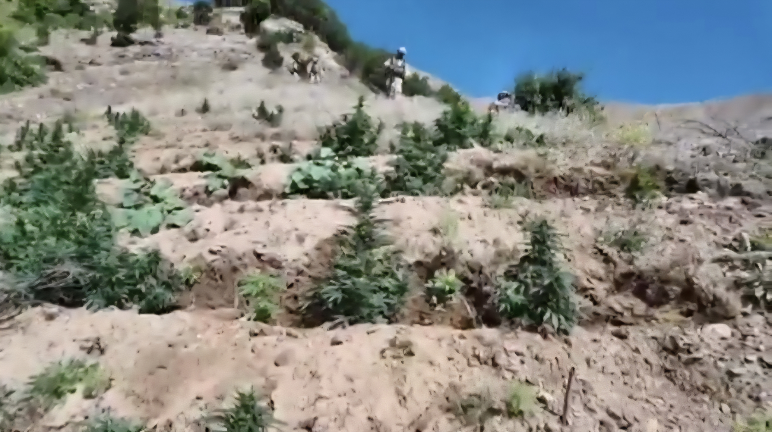 AKINCI TİHA ile Uyuşturucu Operasyonu: Diyarbakır'da 4,5 Milyon Kök Kenevir Ele Geçirildi!