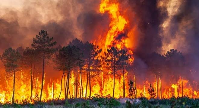 Orman Yangınları Sonrası 13 İlde 407 Konut Ağır Hasarlı: 128 Milyon TL Destek Sağlandı